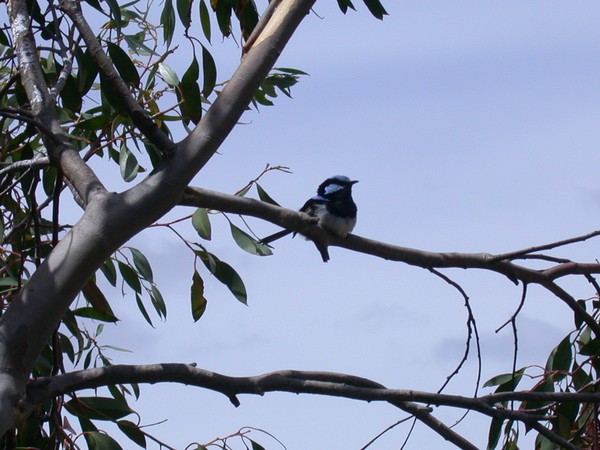 Superb Fairy-wren